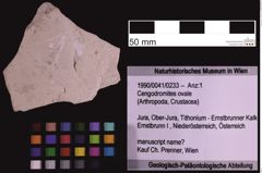 Foto (Objekt + Etiketten) von Cengodromites ovale (NHMW-GEO-1990-0041-0233)